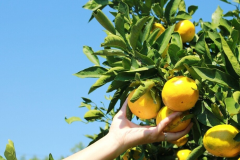 【お土産付き】浜名湖みかん狩り体験付プラン/朝食付宿泊プラン 【お土産付き】浜名湖みかん狩り体験付プラン/朝食付宿泊プラン
