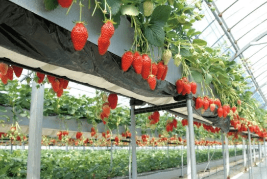 ≪3/1～3/31≫いちご狩り体験付きバイキングご宿泊プラン