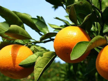 【みかん食べ放題&お土産付き】みかん狩り付きバイキングご宿泊プラン 【みかん食べ放題&お土産付き】みかん狩り付きバイキングご宿泊プラン