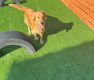至福の隠れ家で愛犬と過ごす極上リゾート♪愛犬と一緒に夕陽を見ながら過ごす至福の時間♪ワンちゃんもドッグランで羽を伸ばす♪