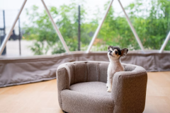 Dog SPA Suite ＜3床房型・附狗跑區＞