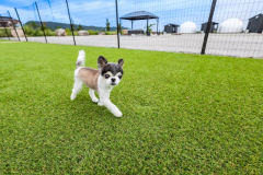 Dog SPA Garden≪2床房型・附狗跑區≫