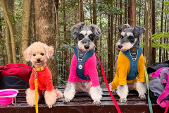 ■ドッグドーム■＜Dog Friendly＞-8Mドームテント・専用ドッグラン付き-