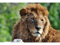 ファミリー旅行に人気のサファリランドは当館から車で約30分! ファミリー旅行に人気のサファリランドは当館から車で約30分!