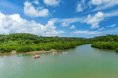 沖縄本島マングローブカヤック体験人気No.1エリア「東村慶佐次川マングローブ」
