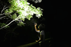 いざ夜のやんばるへ！亜熱帯の木々がスポットライトを浴びているよう…