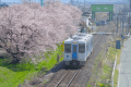 さくらと左沢線の電車風景