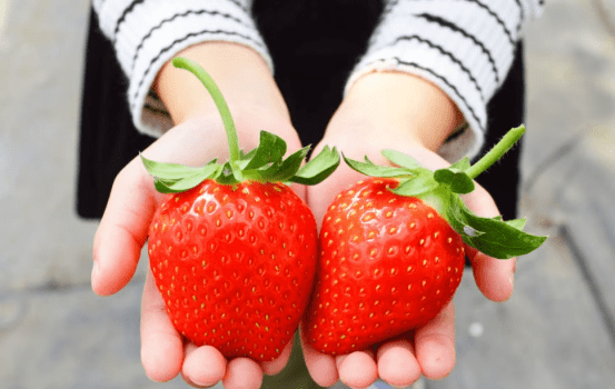 完熟ミツバチいちご狩り【山田みつばち農園】