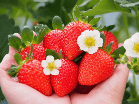 完熟ミツバチいちご狩り【山田みつばち農園】