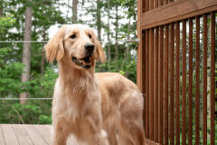 【愛犬同伴可能】ドッグテラスルーム