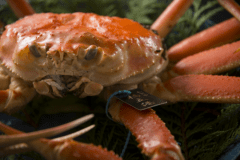 【加能めおと蟹】石川県産ブランド『加能ガニ』1杯を2人でシェア＋香箱蟹は1人1杯