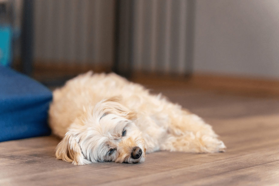 【連泊割プラン7％OFF】2泊以上される方限定の特別プラン🐶わんちゃんファーストなプライベートヴィラで特別なひとときを心行くまでお楽しみ🐾