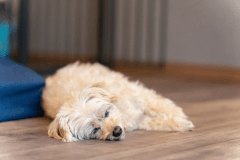 【連泊割プラン7％OFF】2泊以上される方限定の特別プラン🐶わんちゃんファーストなプライベートヴィラで特別なひとときを心行くまでお楽しみ🐾