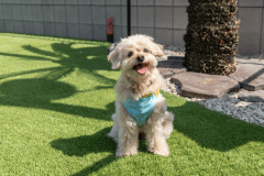 【保護犬割🐶10％OFF】＜素泊まり＞保護犬のわんちゃんを大切にされている方限定プラン🐾