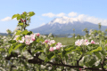 りんごの花　5月頃から咲き始まります。