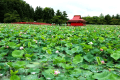 青森県/平川市　猿賀公園　蓮の花（7月頃）