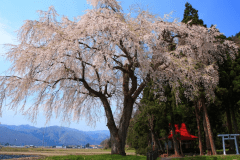 おしらさまの枝垂れ桜