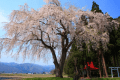 おしらさまの枝垂れ桜