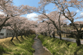 湯沢川の桜並木