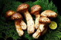 [French cadre] An innovative course to enjoy the flavors of autumn and seasonal delicacies from the Hokuriku region <Autumn Limited>