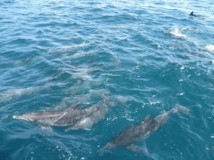 イルカウォッチング　野生のバンドウイルカ300頭が生息する、二江沖。