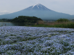 河口湖北岸の大石公園から見える富士山とネモフィラ（5月）：大石公園では季節ごとに色々な花が咲きます。秋にはコキアが赤く染まり、感動的です！