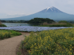 河口湖北岸の大石公園から見た富士山とネモフィラと菜の花（5月）：時間を忘れてしばしたたずむ