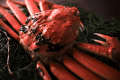 【Winter Exclusive &ndash; An Exquisite Kaiseki Experience】Live Matsuba Crab from Kyoto & Hyogo with the Finest Seasonal Delicacies｜A Masterful Celebration of Winter〈Dinner & Breakfast Included〉