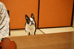 【個室会場】お食事はワンちゃんと一緒に周りを気にせず個室会場でご用意いたします。