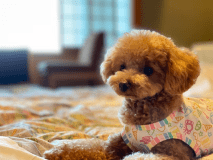 【ペットと泊まれる宿】愛する家族と一緒に旅をお楽しみください