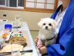 【連泊★ペットプラン】2泊以上の～んびりワンちゃんと一緒に蔵王温泉連泊♪お食事は個室で◎
