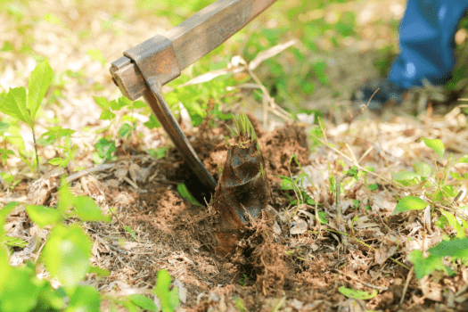 朝堀り筍は香りも歯ごたえも最高。