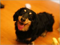 愛犬とお泊りできるヴィラ