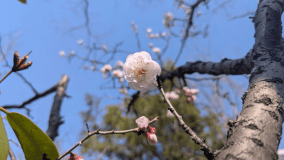 桜の咲く頃、家族で満喫♪