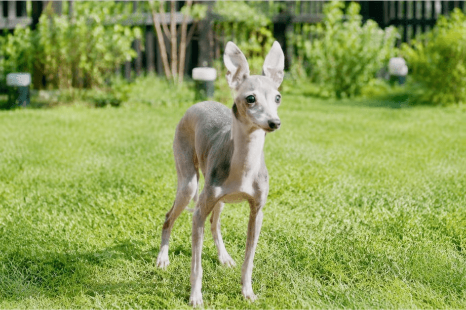 【ペットと泊まれる🐕アロマ付き🌼ロウリュウサウナ！食材持ち込みOK！】大自然の中でBBQ♪愛犬🐶と一緒にグランピングで極上の体験があなたをお待ちしております