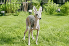 【ペットと泊まれる🐕アロマ付き🌼ロウリュウサウナ！食材持ち込みOK！】大自然の中でBBQ♪愛犬🐶と一緒にグランピングで極上の体験があなたをお待ちしております