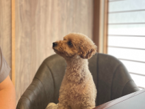 食事場所にはワンちゃんのお席もご用意しております
マナーパンツを付けて一緒にお越しくださいませ。