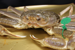 近海で水揚げされた、タグ付きの松葉蟹。
１キロ前後の大きな質の高い蟹を、活きたままで調理してご提供致します。
