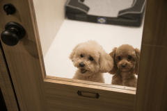 【ペットリラクゼーションハウス　シェラトンドッグ】ペットホテルは追加料金で同室2匹預かりも可能