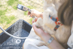 [ペット可]Fourth Room ( Sunae・4thDogルーム)