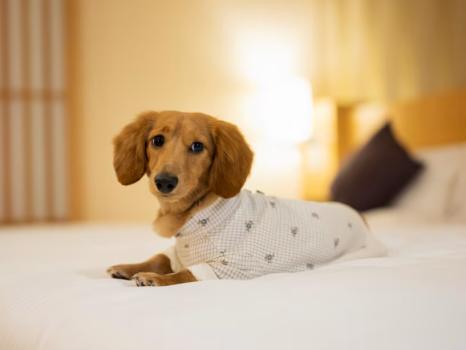 ペット可＜素泊まり＞愛犬と一緒に大自然の高原リゾートを満喫！かけがえのない家族時間を♪掛け流し温泉付