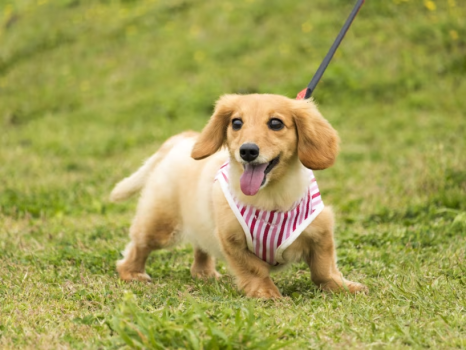 9/20～9/22＜ペット可 素泊まり＞愛犬と一緒に大自然の高原リゾートを満喫！／事前カード決済必要