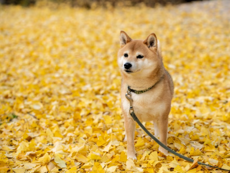 11/22～11/23＜ペット可 素泊まり＞愛犬と一緒に大自然の高原リゾートを満喫！／事前カード決済必要