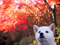 11/1～11/2＜ペット可 素泊まり＞愛犬と一緒に大自然の高原リゾートを満喫！／事前カード決済必要