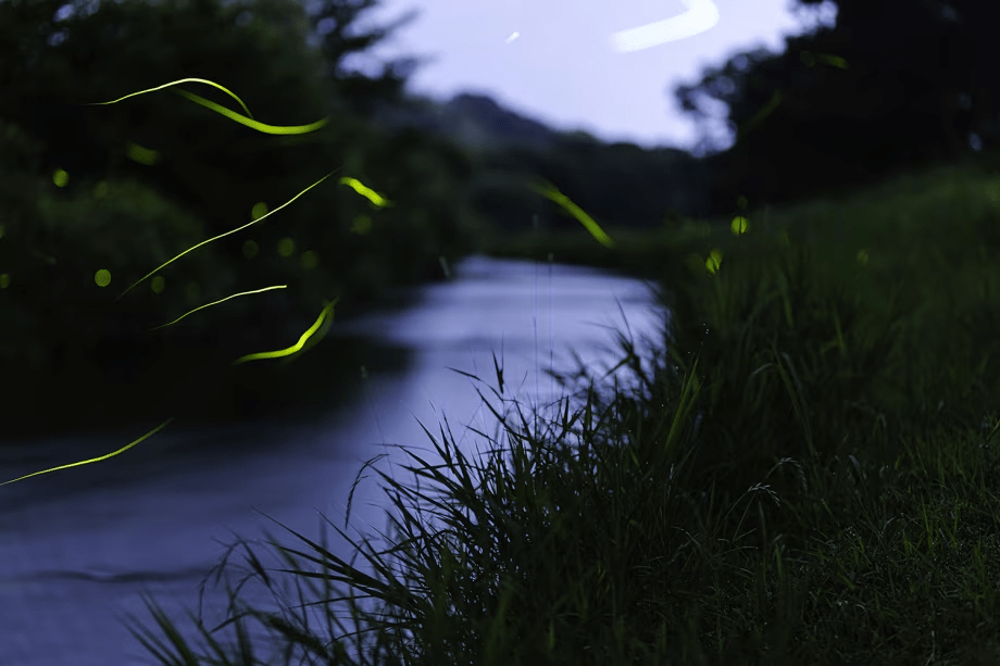 ほたるの乱舞（参考画像）
