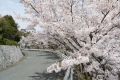 ＊桜シーズン