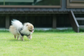 ＜愛犬と泊まれる！＞※公式サイトプラン※プライべートドッグラン＆ペットグッズ充実（朝食付）＜ペットOK＞