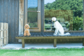 ＜愛犬と泊まれる！プラン＞※公式サイトプラン※プライべートドッグラン＆ペットグッズ充実（二食付き）