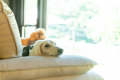 ＜愛犬と泊まれる！＞※公式サイトプラン※プライべートドッグラン＆ペットグッズ充実（朝食付）＜ペットOK＞