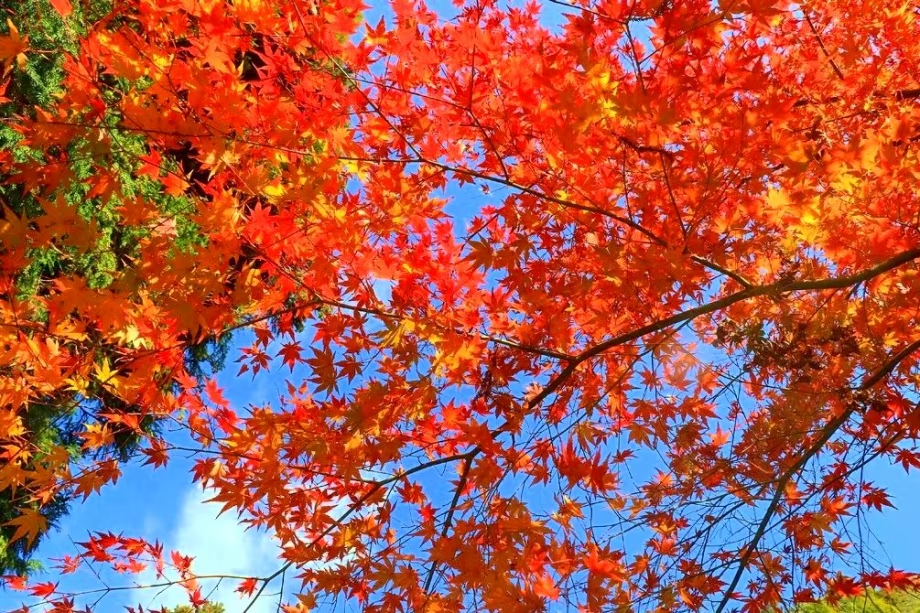 山道に広がる秋の彩りを歩く、外入（とのにゅう）～地家室（じかむろ）の紅葉散策。
静かな自然の中で、鮮やかな紅葉に包まれるひとときを―